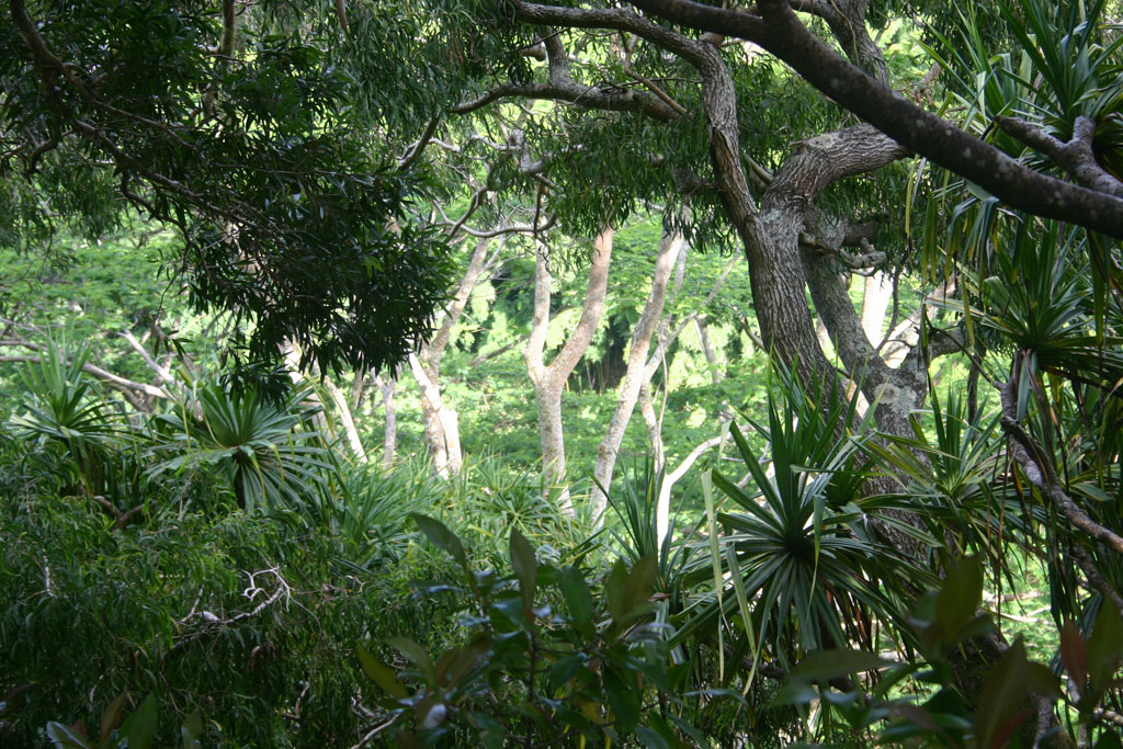 Waikamoi Nature Trail