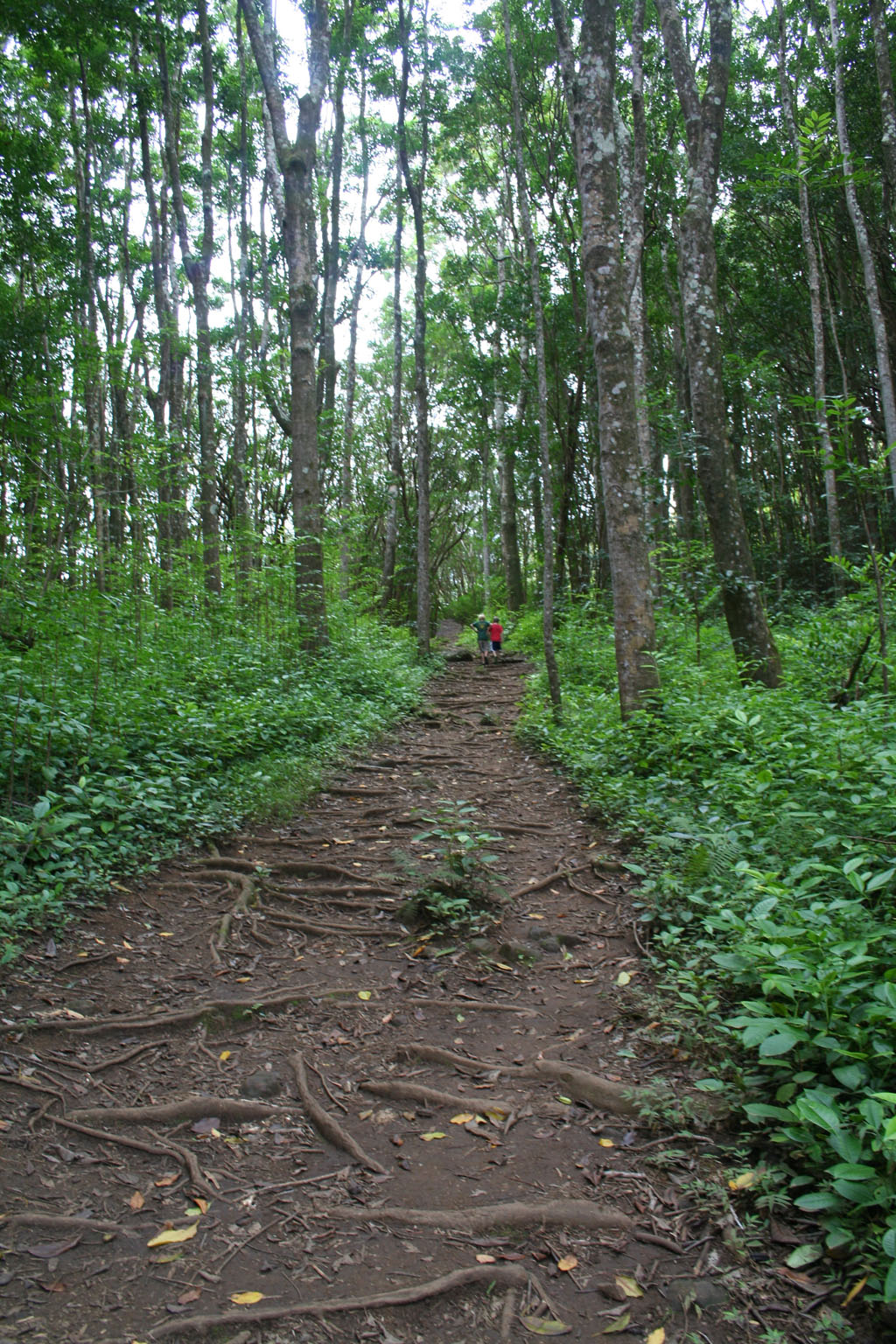 Waihee Ridge Trail starts out easy!