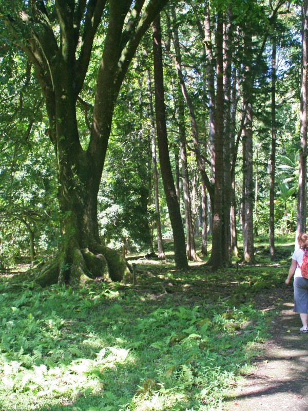 Ke’anae Arboretum