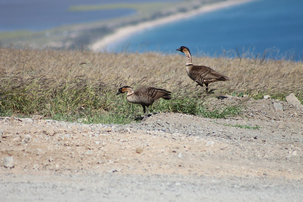 Nene on the Lahaina Pali Trail