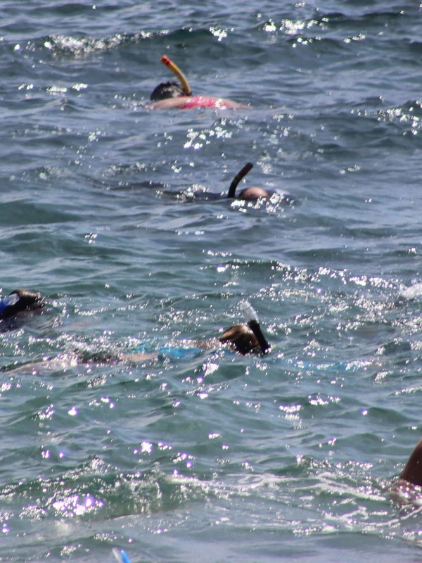 Maui snorkeling