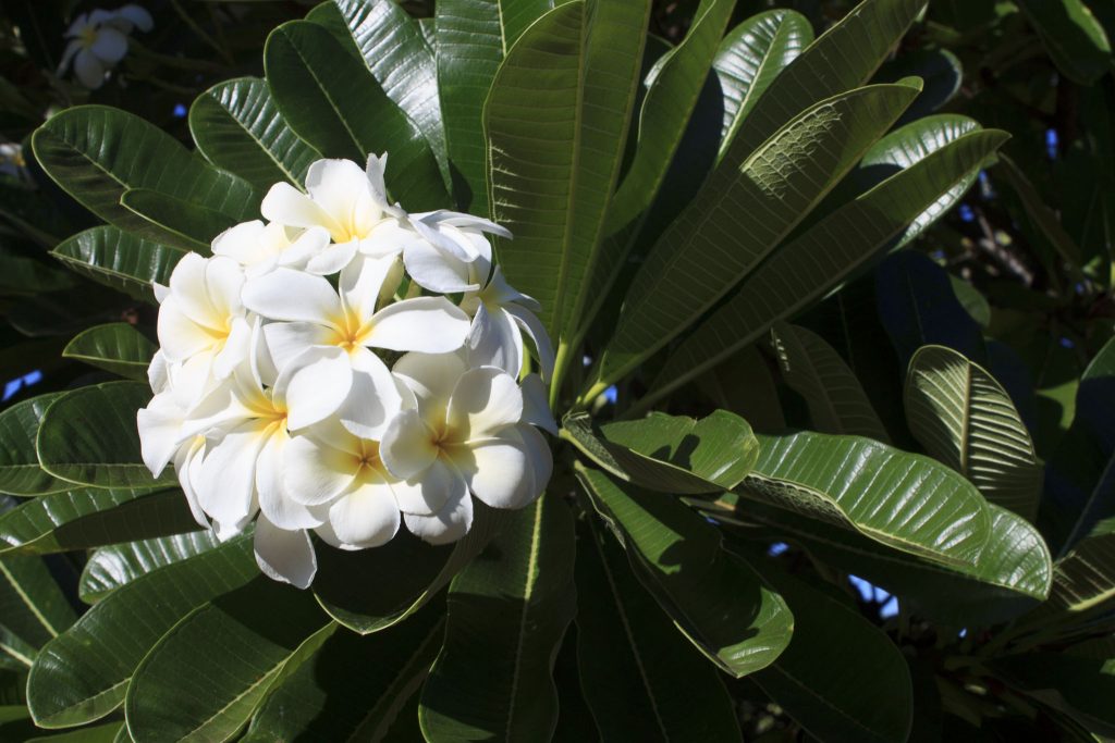Flowering trees everywher